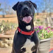 Thumbnail photo of Lincoln #3