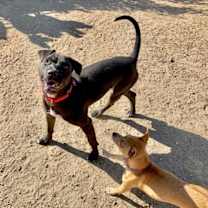 Thumbnail photo of Lincoln #4