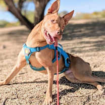 adopt-pet