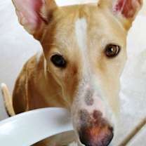 adopt-pet