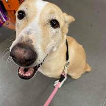 Thumbnail photo of Tinkerbell #3