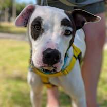 adopt-pet