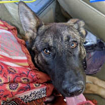 Thumbnail photo of Zoey #2