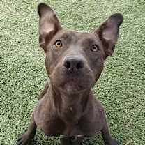 adopt-pet
