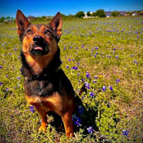 Thumbnail photo of BEAR #1