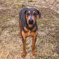 Thumbnail photo of Samson #3