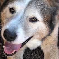 Thumbnail photo of Patch #2