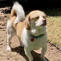 Thumbnail photo of Simba W- sanctuary #2