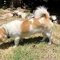 Thumbnail photo of Simba W- sanctuary #3