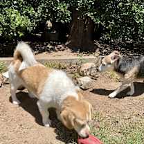 Thumbnail photo of Simba W- sanctuary #4