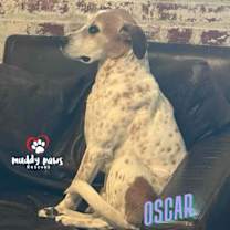 Thumbnail photo of Oscar #2