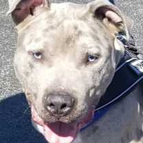 Thumbnail photo of Smoke #4