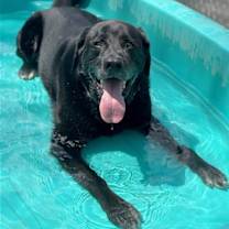 Thumbnail photo of Shadow/King Havard #3