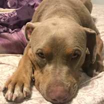 Thumbnail photo of Appa #4