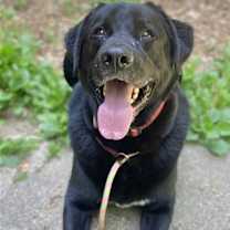 Thumbnail photo of Shadow/King Havard #4