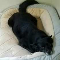 Thumbnail photo of Lucy #4