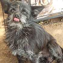 Thumbnail photo of Scratch #2