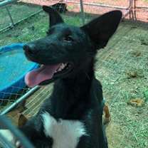 Thumbnail photo of Lucy #1