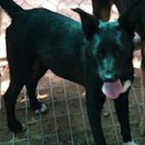 Thumbnail photo of Lucy #2