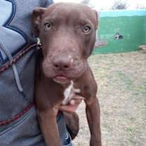 Thumbnail photo of Sampson #3