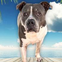 Thumbnail photo of Tyson #4