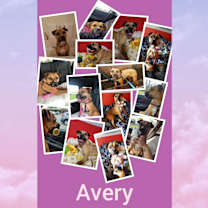 Thumbnail photo of Avery #4