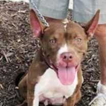 Thumbnail photo of Holly *Adopt or Foster* #4