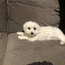 Thumbnail photo of DAISY #2