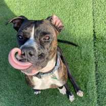 adopt-pet