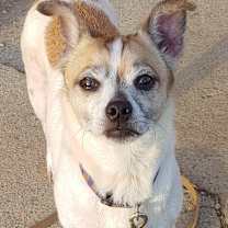 Thumbnail photo of Buddy #1