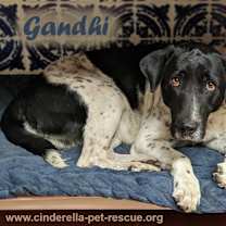 Thumbnail photo of Gandhi #1