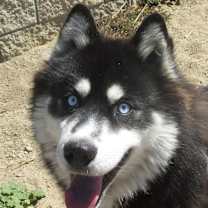 Thumbnail photo of BOLT #1
