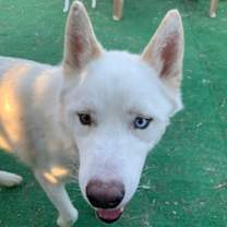 Thumbnail photo of COMET #1