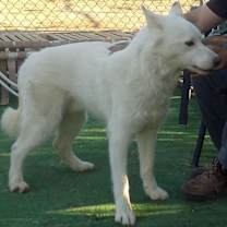 Thumbnail photo of COMET #2