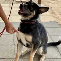 Thumbnail photo of BAILEY (The Beautiful) #1