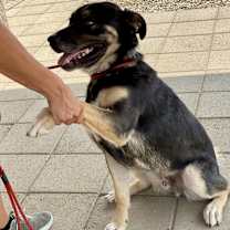 Thumbnail photo of BAILEY (The Beautiful) #2