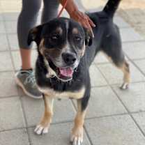 Thumbnail photo of BAILEY (The Beautiful) #3