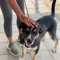 Thumbnail photo of BAILEY (The Beautiful) #4