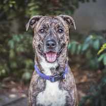 Thumbnail photo of Winston #2