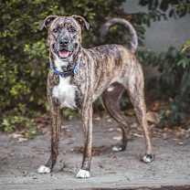 Thumbnail photo of Winston #4