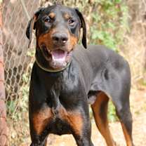 Thumbnail photo of Mace #1