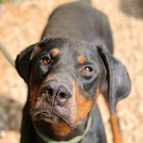 Thumbnail photo of Mace #2