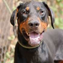 Thumbnail photo of Mace #3