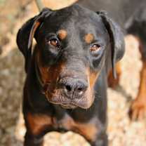 Thumbnail photo of Mace #4