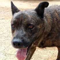 Thumbnail photo of Reddy-IN FOSTER HOME #2