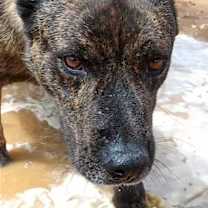 Thumbnail photo of Reddy-IN FOSTER HOME #4