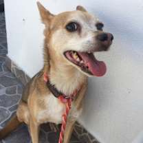 Thumbnail photo of Mickey #3