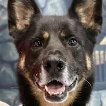 Thumbnail photo of Harley G #1