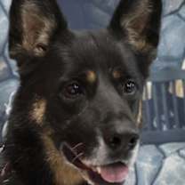 Thumbnail photo of Harley G #2