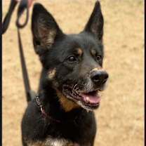 Thumbnail photo of Harley G #4